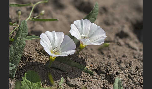 Acker-Winde (Convolvulus arvensis)