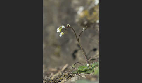 Frühlings-Hungerblümchen (Draba verna)