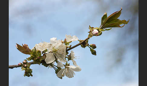 Süßkirsche (Prunus avium)