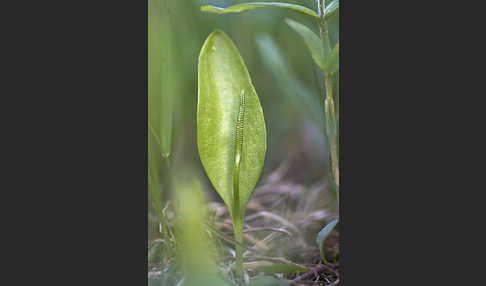 Gemeine Natternzunge (Ophioglossum vulgatum)