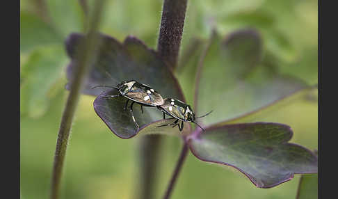 Kohlwanze (Eurydema oleraceum)