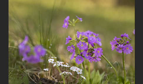 Mehlige Schlüsselblume (Primula farinosa)