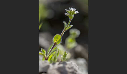 Knäuel-Hornkraut (Cerastium glomeratum)