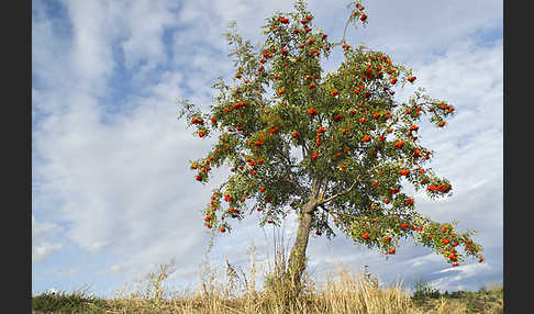 Eberesche (Sorbus aucuparia)
