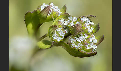 Gekielter Feldsalat (Valerianella carinata)