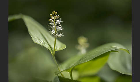 Schattenblümchen (Maianthemum bifolium)