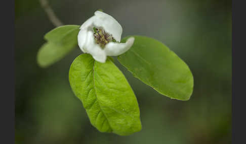 Birnenquitte (Cydonia oblonga var. Oblonga)