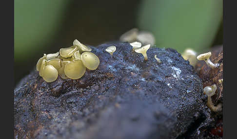 Fruchtschalenbecherchen (Hymenoscyphus fructigenus)