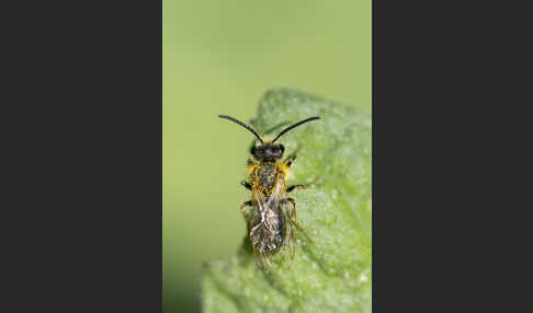 Erzfarbene Sandbiene (Andrena nigroaenea)