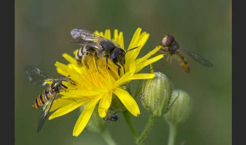 Gelbbindige Furchenbiene (Halictus scabiosae)