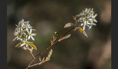 Kupfer-Felsenbirne (Amelanchier lamarckii)