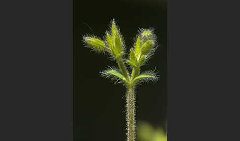 Kleinblütiges Hornkraut (Cerastium brachypetalum)