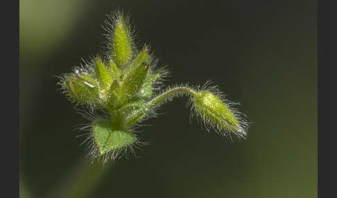 Kleinblütiges Hornkraut (Cerastium brachypetalum)