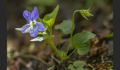 Hain-Veilchen (Viola riviniana)