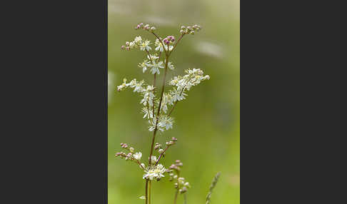 Kleines Mädesüß (Filipendula vulgaris)