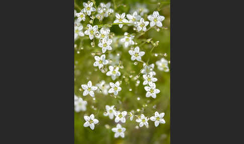 Galmei-Frühlings-Miere (Minuartia verna subsp. Hercynica)