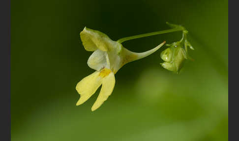Kleinblütiges Springkraut (Impatiens parviflora)
