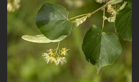 Winter-Linde (Tilia cordata)