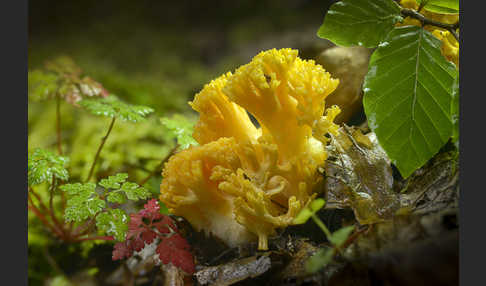 Gelbliche Koralle (Ramaria flavescens)