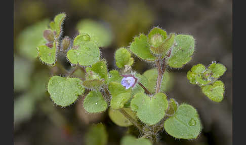 Efeublättriger Ehrenpreis (Veronica hederifolia)