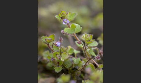 Efeublättriger Ehrenpreis (Veronica hederifolia)