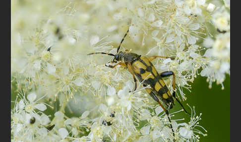 Gefleckter Schmalbock (Leptura maculata)
