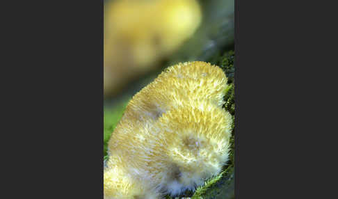 Weißer Polsterpilz (Postia ptychogaster)