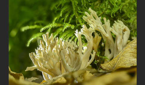 Kammförmige Koralle (Clavulina coralloides)