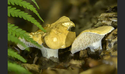 Rotgelber Stoppelpilz (Hydnum rufescens)