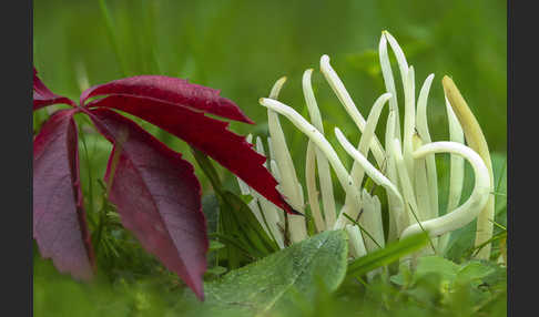 Wiesenkeule (Clavaria fragilis)