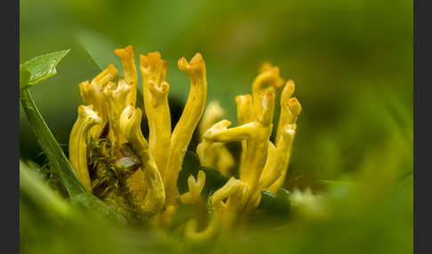Geweihförmige Wiesenkoralle (Clavulinopsis corniculata)