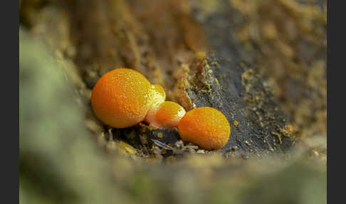 Blutmilchpilz (Lycogala epidendrum)