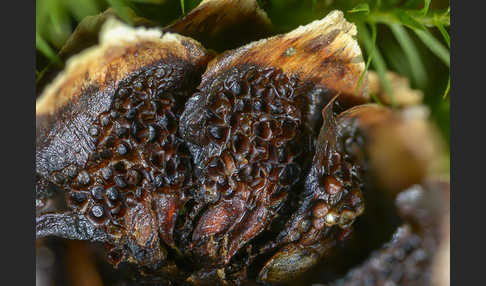 Fichtenzapfen-Traubenkirschenrost (Thekopsora areolata)