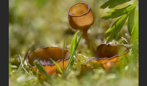 Anemonenbecherling (Dumontinia tuberosa)