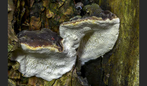 Rotrandiger Baumschwamm (Fomitopsis pinicola)