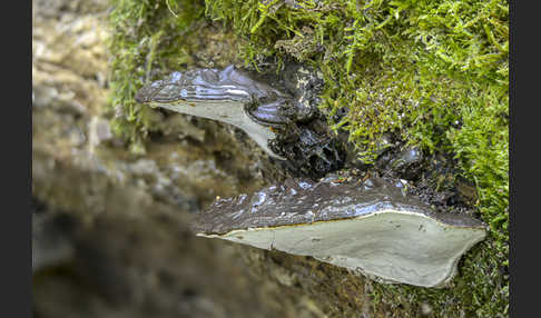 Flacher Lackporling (Ganoderma applanatum)