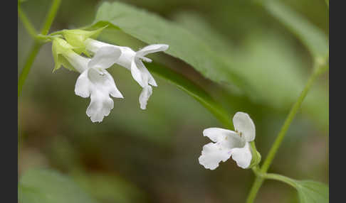 Immenblatt (Melittis melissophyllum)
