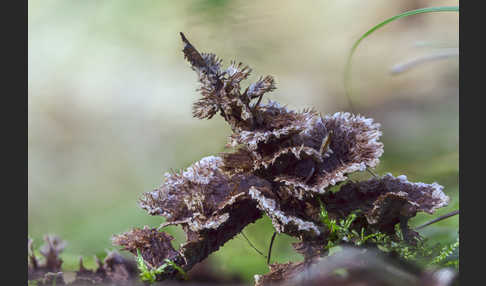 Erdwarzenpilz (Thelephora terrestris)
