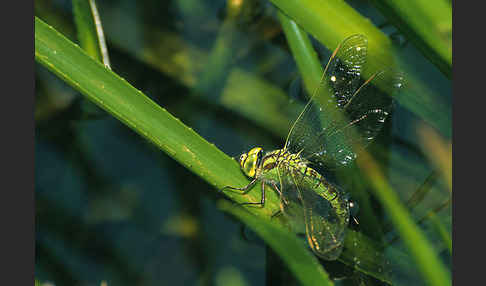 Grüne Mosaikjungfer (Aeshna viridis)