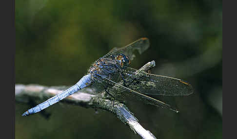 Kleiner Blaupfeil (Orthetrum coerulescens)