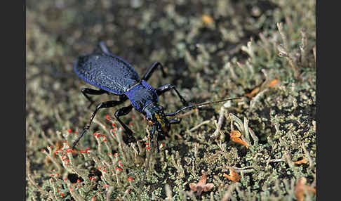 Blauer Laufkäfer (Carabus intricatus)