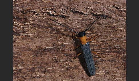 Geißblatt-Linienbock (Oberea pupilata)