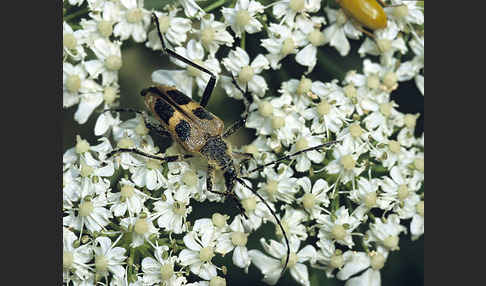 Gelber Vierfleckbock (Pachyta quadrimaculata)