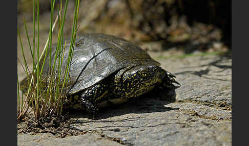 Europäische Sumpfschildkröte (Emys orbicularis)