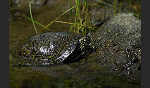 Europäische Sumpfschildkröte (Emys orbicularis)