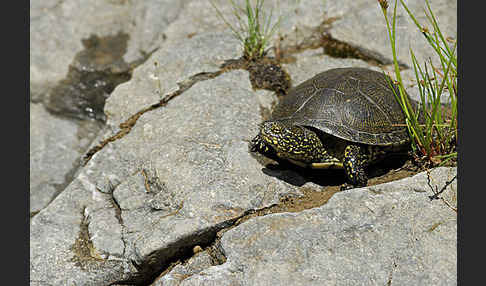 Europäische Sumpfschildkröte (Emys orbicularis)