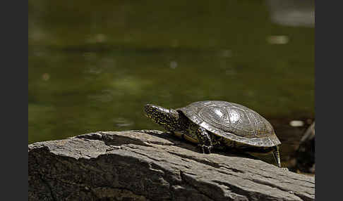 Europäische Sumpfschildkröte (Emys orbicularis)