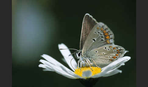 Kleiner Esparsettebläuling (Polyommatus thersites)