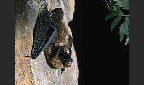 Nordfledermaus (Eptesicus nilssoni)