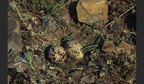 Triel (Burhinus oedicnemus)